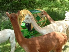 Alpacas admiring tumbler